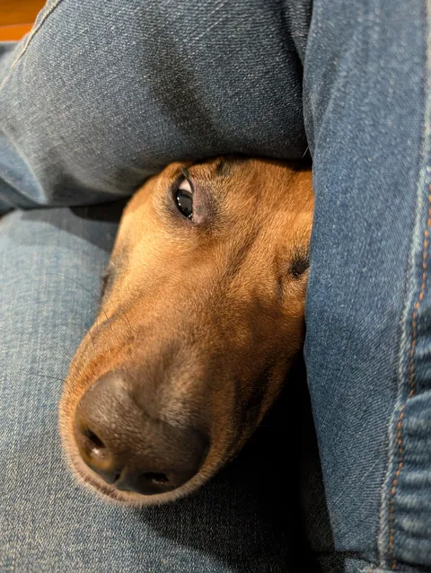 I had a pulled pork sandwich. Behold the face of optimism.