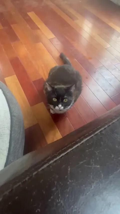 My wife has been saying our cat stalks her, but I've never seen it, so she finally got video proof