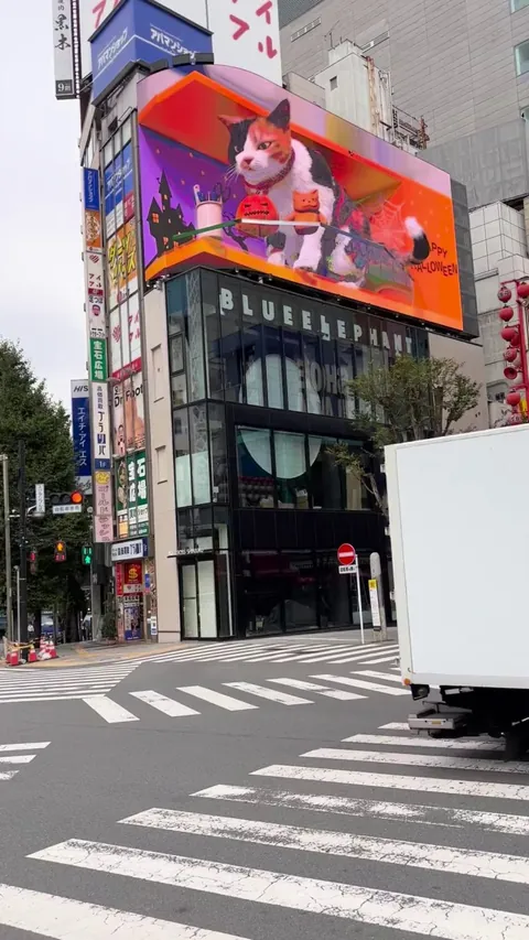 3D Cat Illusion in Tokyo