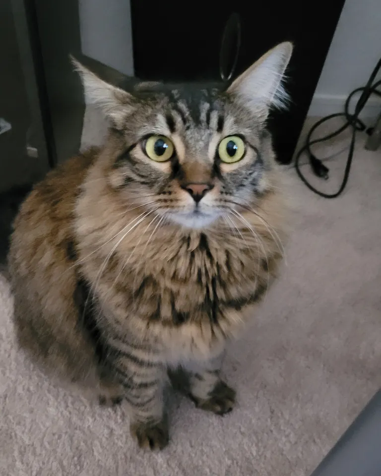 How many brain cells does he have