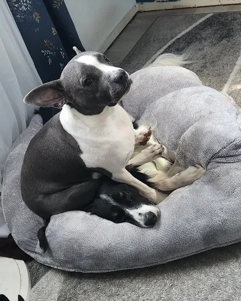 They have at least 10 beds between 3 dogs, but this one is the most coveted