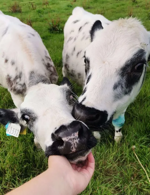 Some recent pictures of Custard and Cream. They do absolutely everything together.