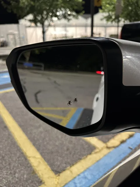 There is a small spider who lives in the mirror of my car. She comes out usually at night. She has persisted despite getting my car washed. When I start driving, that’s her cue to hide again.