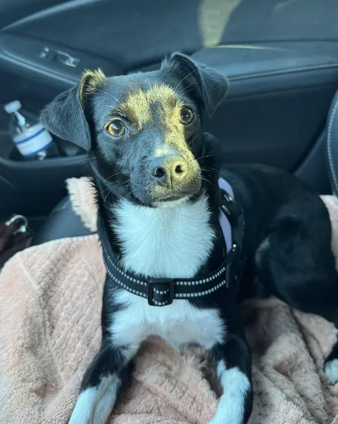 Her reaction when I try to start a howl.