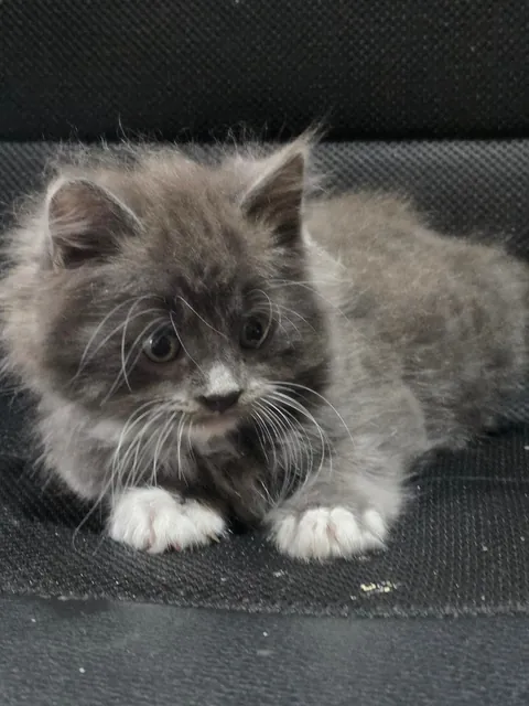 Found him abandoned in a nature reserve