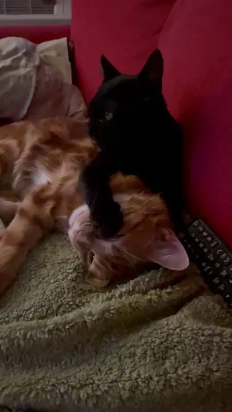 Our new kitten is very...confident. Like dude... You just got here!