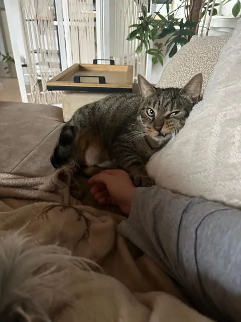I think my girlfriend‘s cat is warming up to me