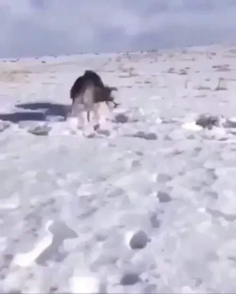 Park ranger uses a shotgun to separate and save 2 antler-locked bucks
