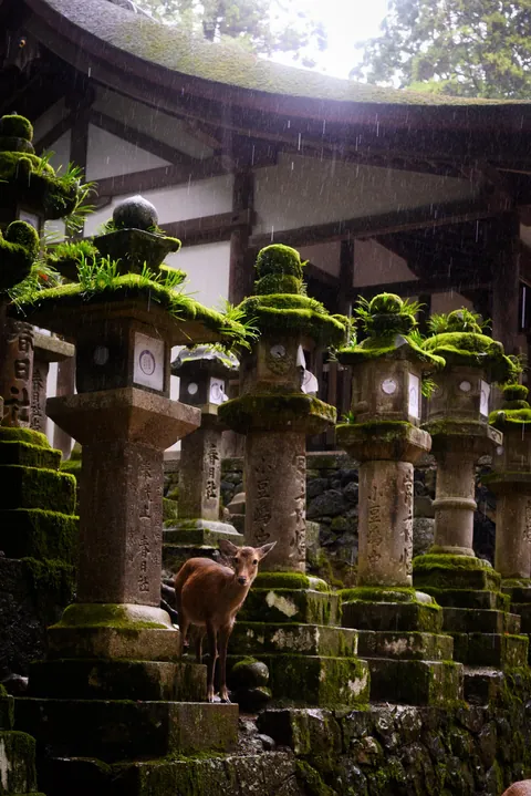 ITAP of a deer in the rain in Nara, Japan