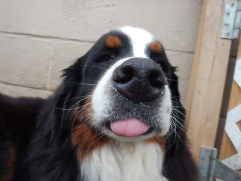 The gerbil fell off the wheel.