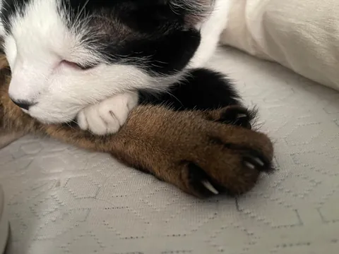 My cats once a year vs my cats normally 😂😂