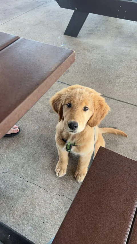 Welcome the new family member Oakley!