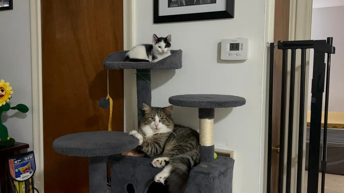 I got my cat a little kitten so that he wouldn’t be alone and it fixed his litter issues!