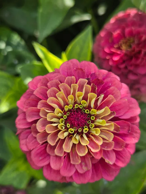 Late summer in the garden
