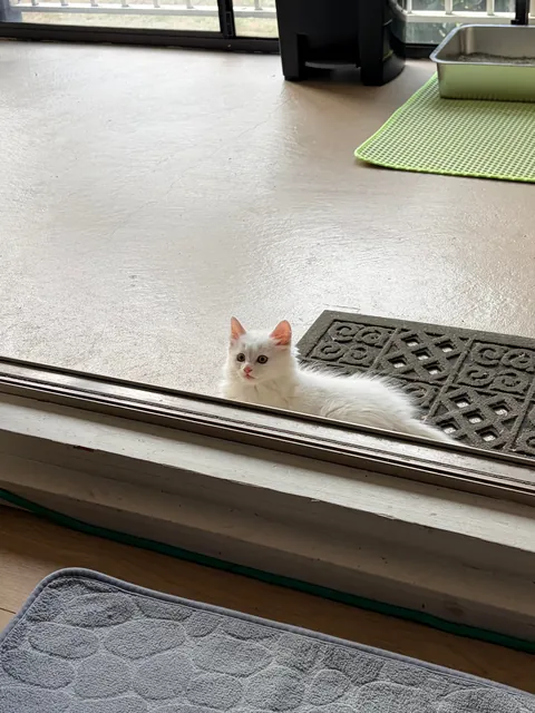 Met this little cotton ball the other day