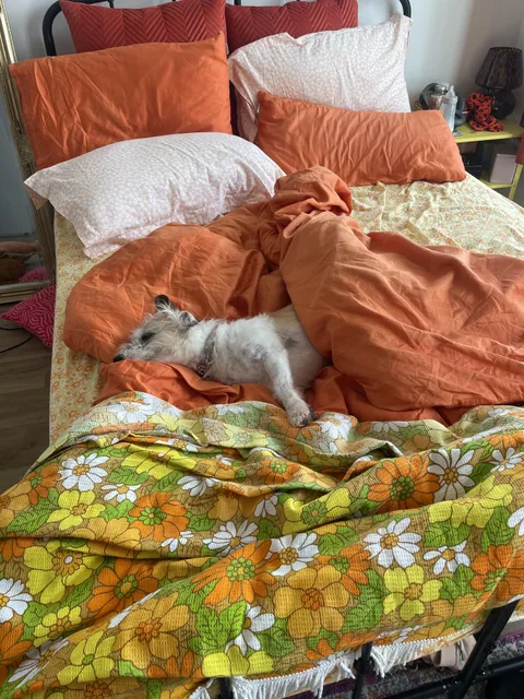 My dog comfier in my bed than I ever have been