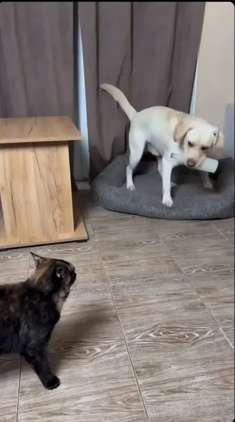 Bro wasn’t having any of it