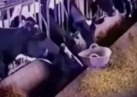 This cow’s intelligence freeing itself and the other cows