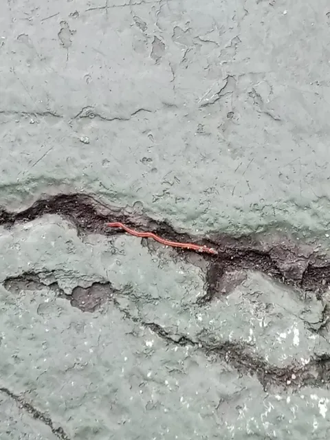 I just saw this in my school. It’s alive. What’s this?