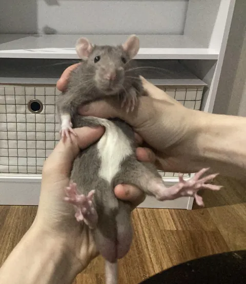 Reggie is perfection