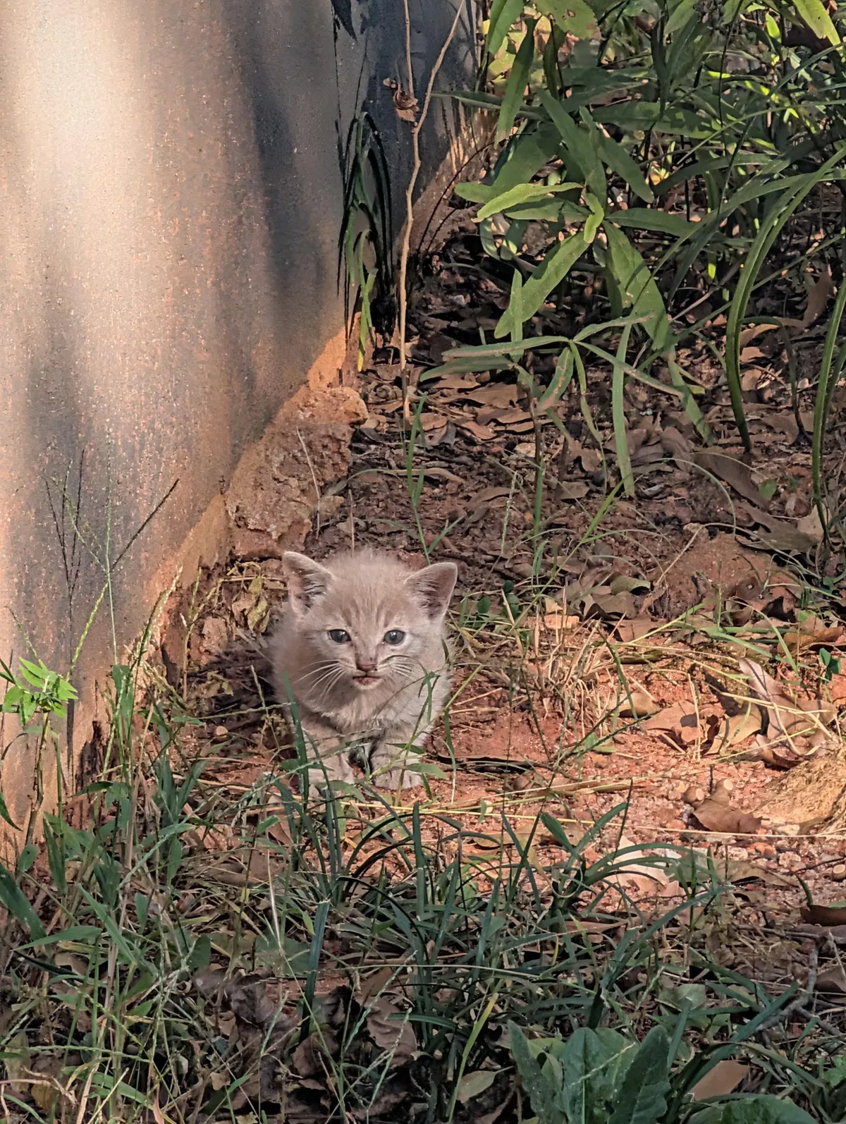 Found Kitten in my car at home