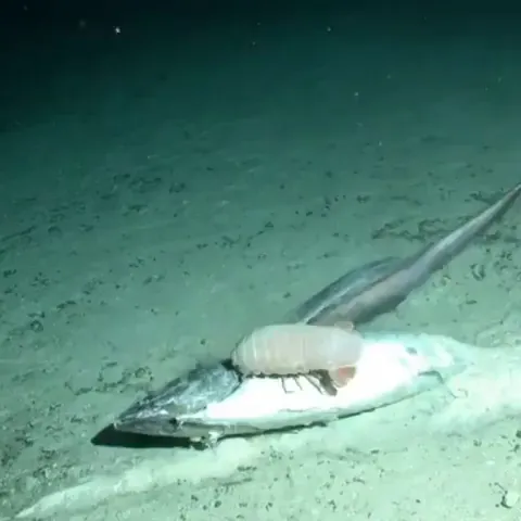 🔥A dead fish doesn't last long on the ocean floor