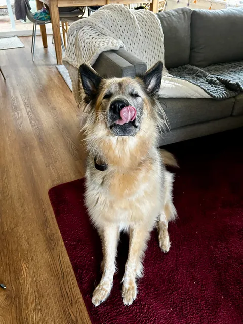 Celebrating two years with Snacks, our big goofy rescue dog
