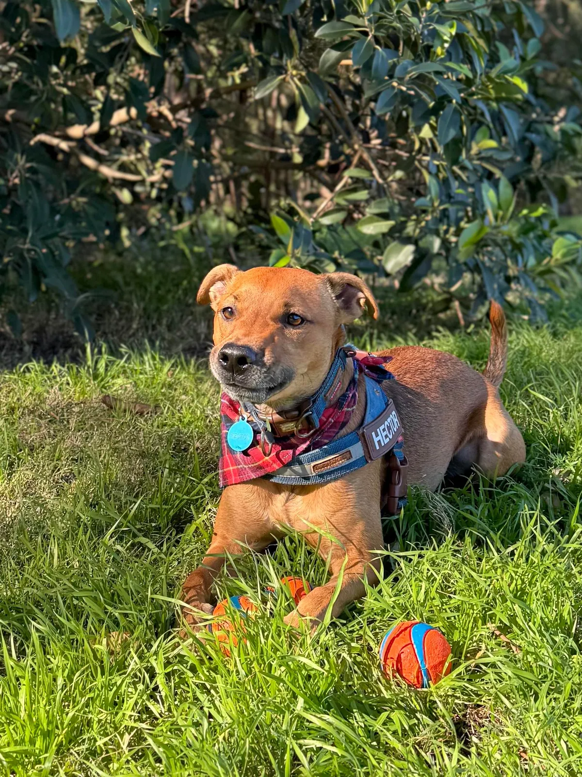 Hector through the years. Which is your favourite photo