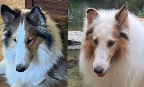 I’m adopting my dogs twin!?