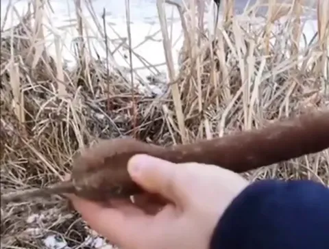 Opening a cattail plant