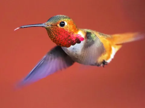 🔥 Hummingbird flashing some cool colors 