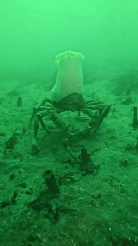 🔥 A masking crab wearing an anemones like a chef’s hat