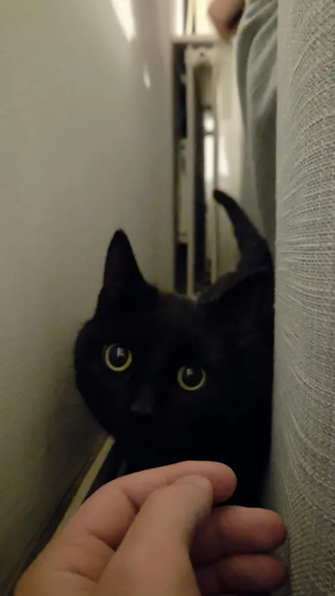 Picked up my boy Tony from an animal shelter last Tuesday