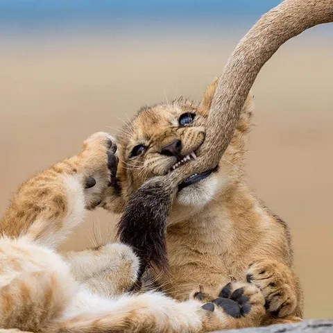 Cute little jerk chomps mom's tail