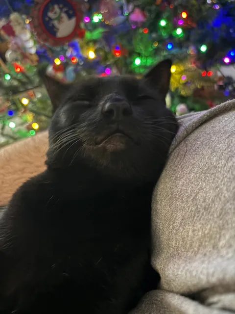 Sweet, snuggly Jason’s first Christmas season