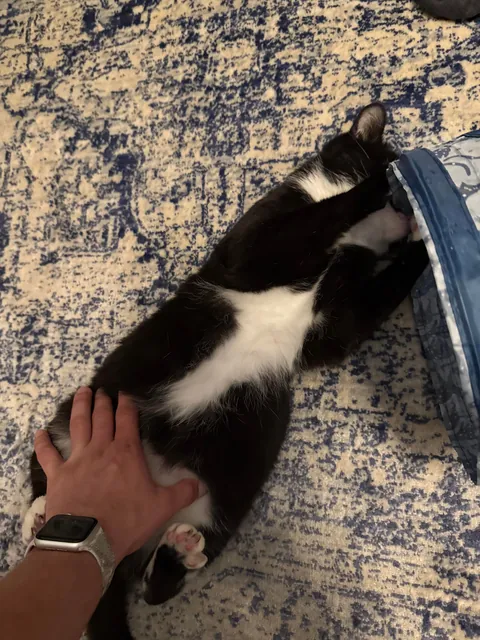 Is my cat fat? My girlfriend and today my mom said he looks overweight 🥲