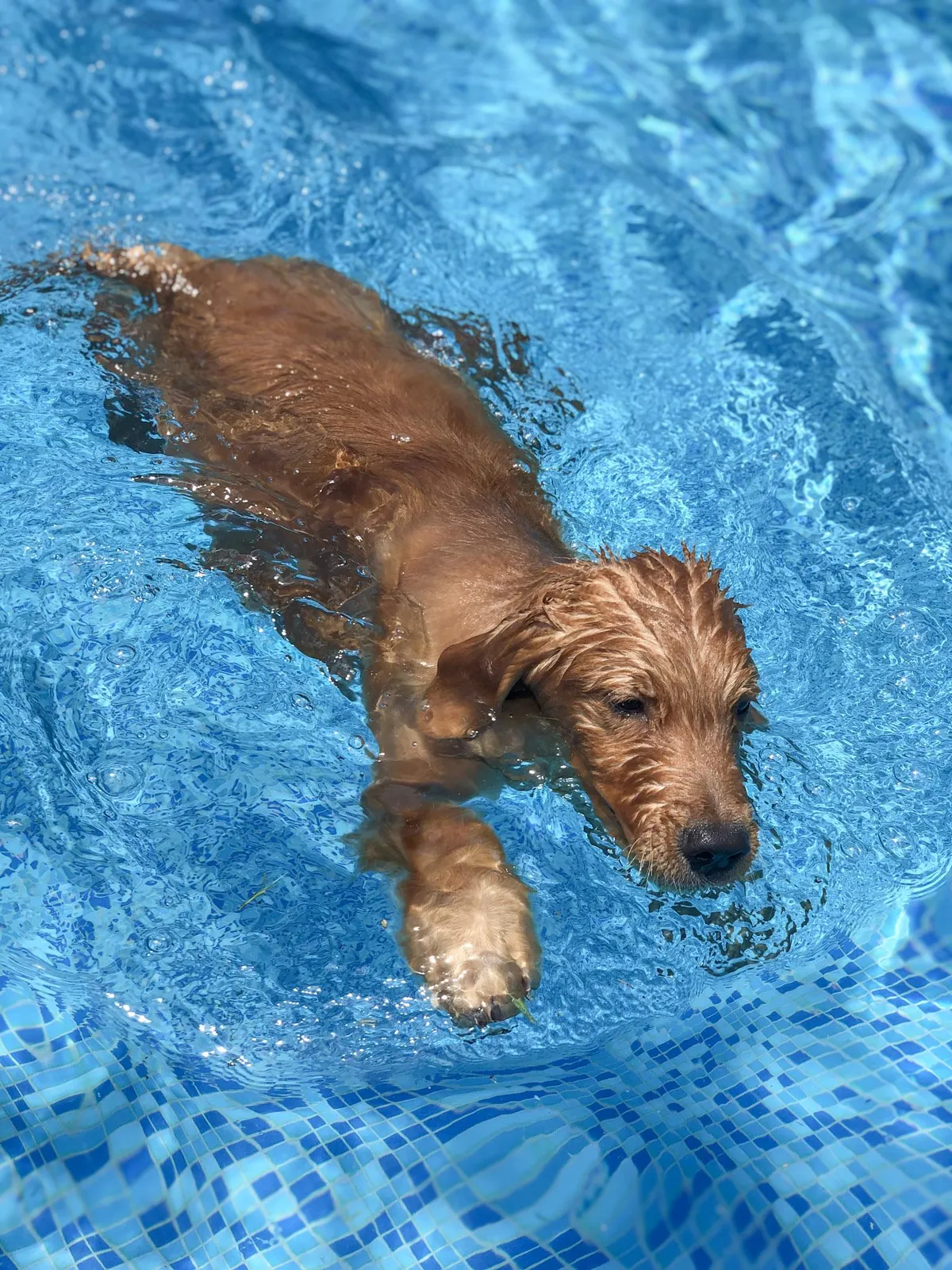 I'm starting to wonder if I have a dog or a beaver 😅💦