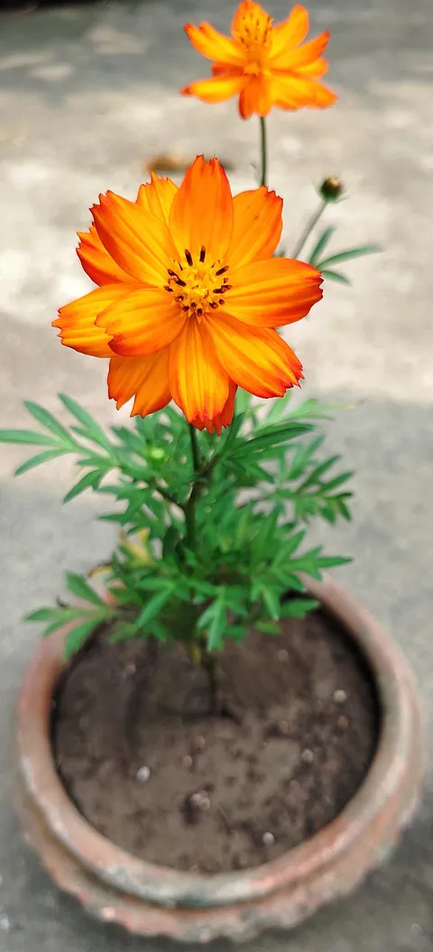 Reminds me of the Sun