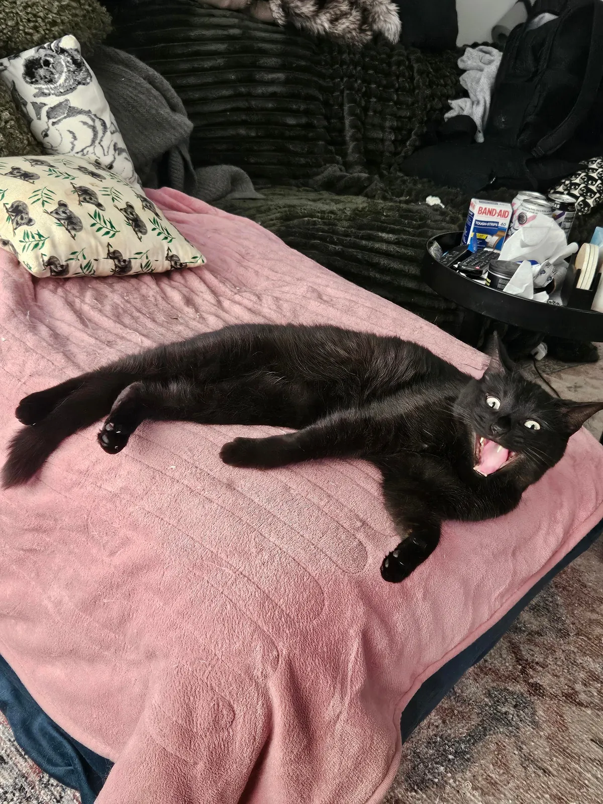 Had to take my Ernie to the emergency vet last night for the first time