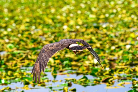 🔥 The Endangered Florida Snail Kite