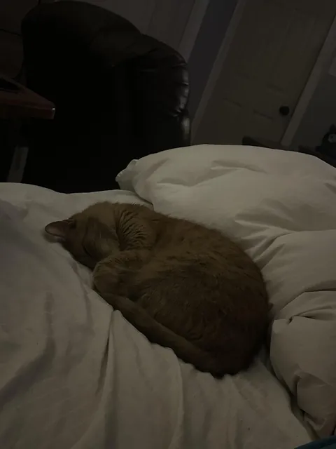 Just had surgery, my orange has turned into a full-time nurse