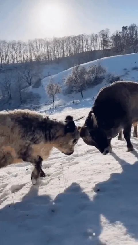 Playful cows in the snow