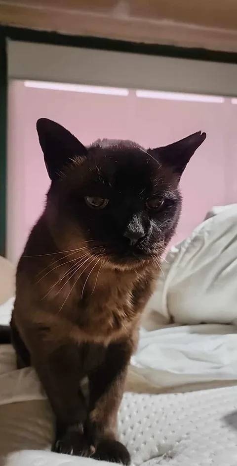 Saying goodbye to Oscar after 22.5 years