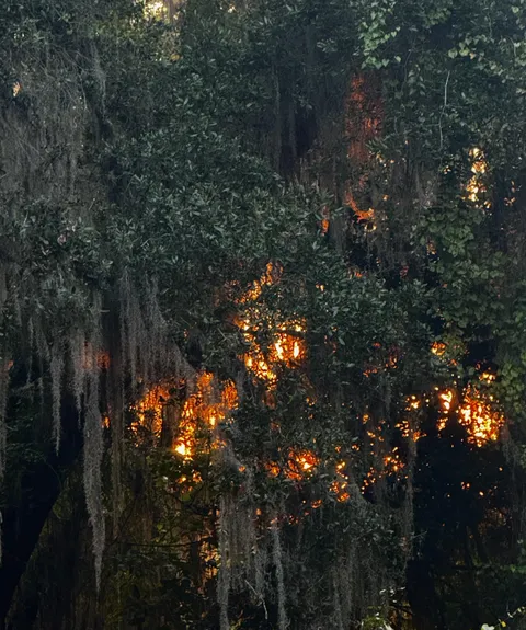Fiery sunset light filtering through this tree’s branches