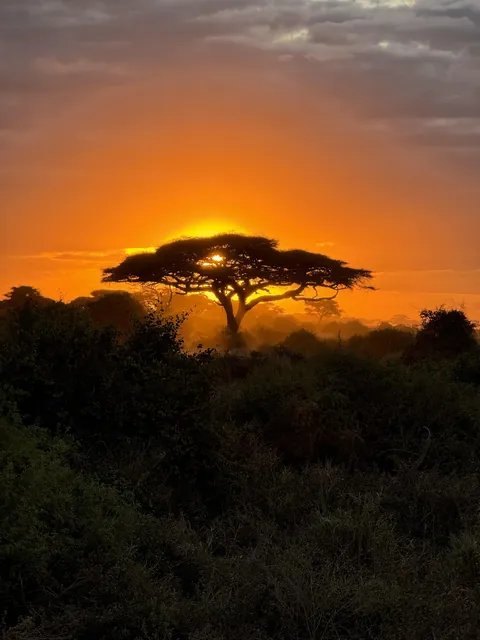 Amboseli national park in Kenya