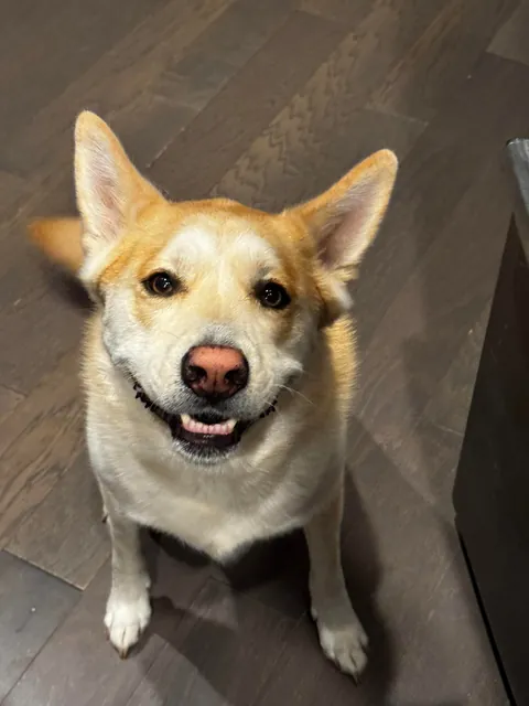 Biscuit turns 5 today! happy birthday to the goodest boi ever!!