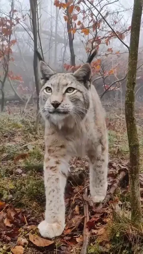 Closeup with a wild lynx
