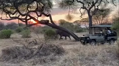 🔥 Lion gets an early shake up call from one of the queens of the African 'jungle'