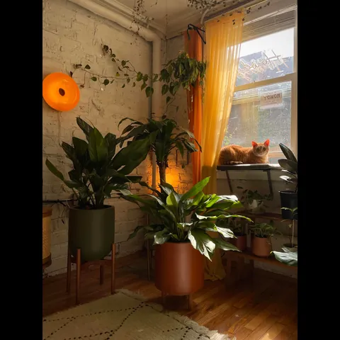 Finally finished decorating my cozy garden unit in Chicago, IL!