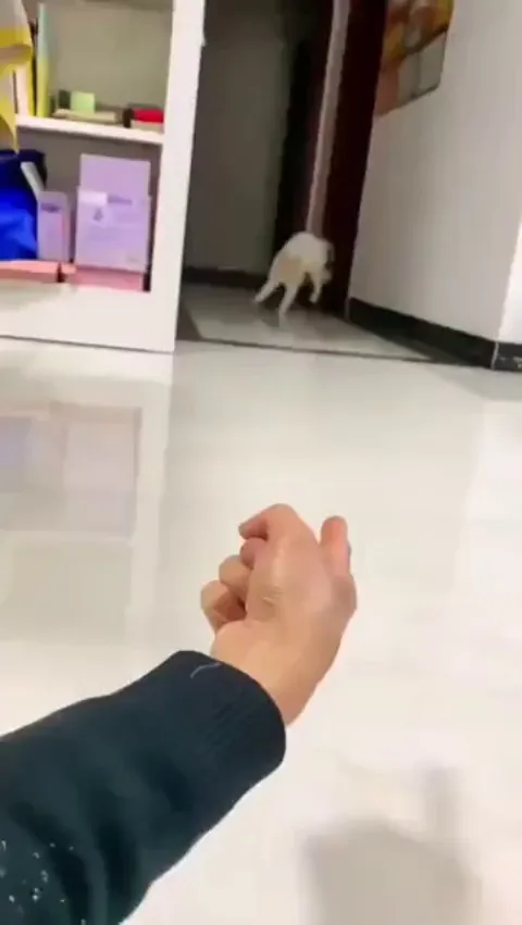 They've got them moves